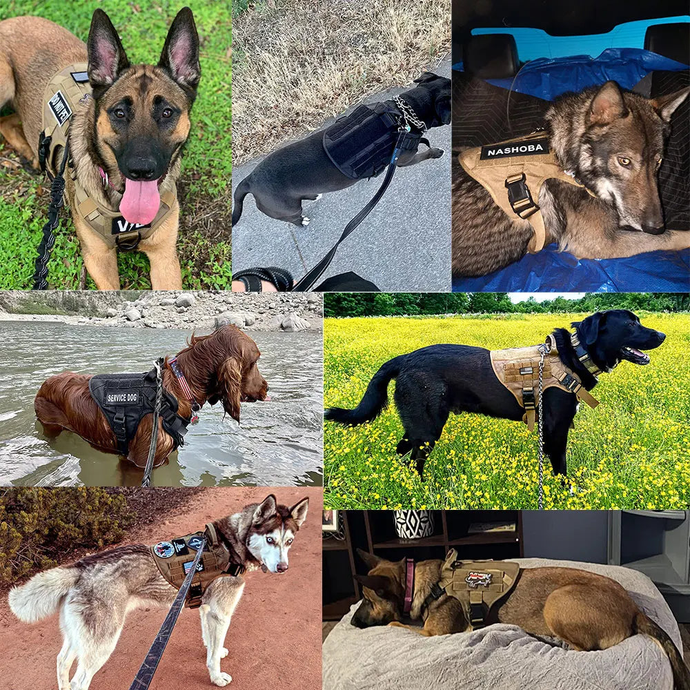 Large Dog Harness, Collar and Leash Set for Training and Walking
